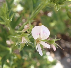 Pelargonium ribifolium