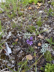 Gentianella amarella