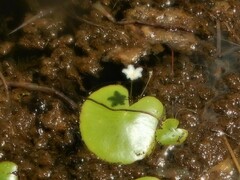 Nymphoides indica