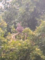 Streptopelia chinensis