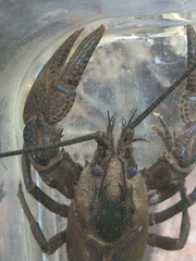 Cambarus obstipus