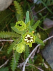 Perezia multiflora sonchifolia