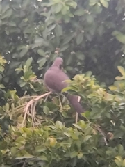 Streptopelia chinensis