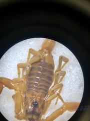 Tityus serrulatus