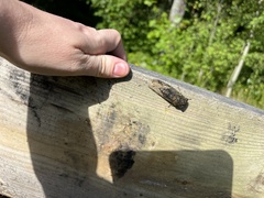 Neotibicen canicularis