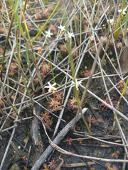 Drosera verrucata