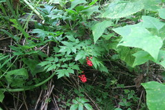 Actaea erythrocarpa
