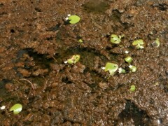 Nymphoides indica