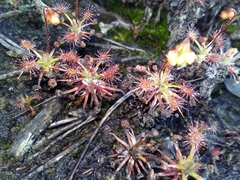 Drosera verrucata