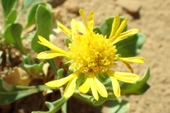 Gaillardia spathulata