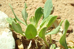 Gaillardia spathulata
