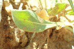 Gaillardia spathulata