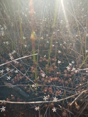 Drosera verrucata