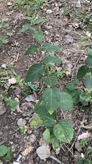 Vincetoxicum hirundinaria