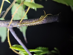 Scolopendra mutilans