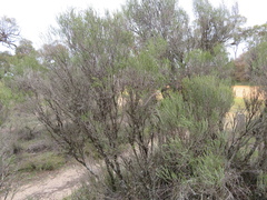 Melaleuca brevifolia