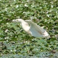Ardeola ralloides