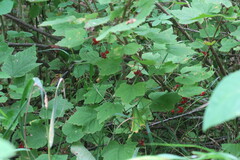 Ribes rubrum