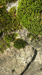 Ulota crispa