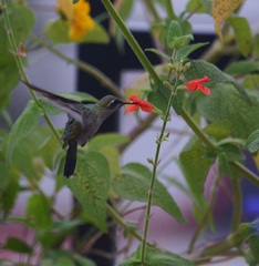 Cynanthus latirostris