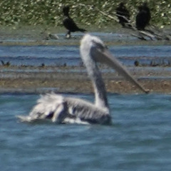 Pelecanus crispus