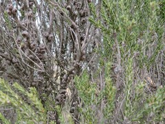 Melaleuca brevifolia