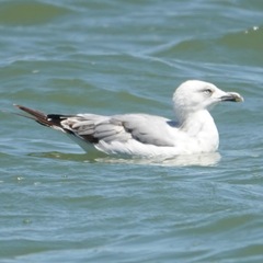 Larus michahellis