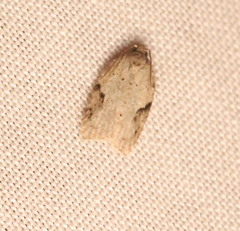 Acleris placidana