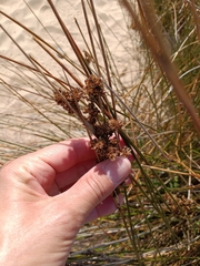 Juncus maritimus