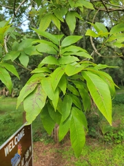 Carya illinoinensis
