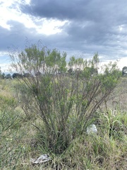 Acanthostyles buniifolius