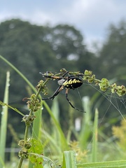 Argiope aurantia