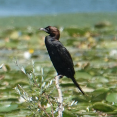 Microcarbo pygmaeus