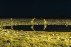 Giraffa camelopardalis angolensis