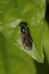 Cephalochrysa