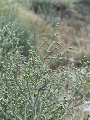 Baccharis articulata