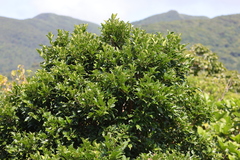 Machilus