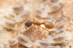 Temnothorax