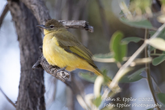 Chlorocichla flaviventris