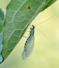 Chrysopa perla