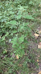 Chenopodium album