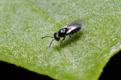 Eulophidae