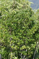 Machilus