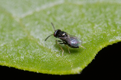 Eulophidae