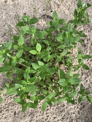 Richardia brasiliensis