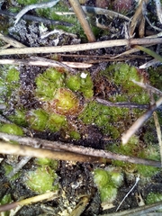 Goebelobryum