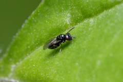 Eulophidae
