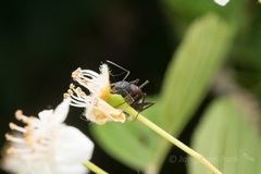 Camponotus atrox