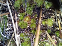 Goebelobryum