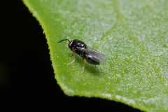 Eulophidae